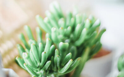 Mapa wyprawy kajakowej